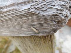 Agriphila biothanatalis