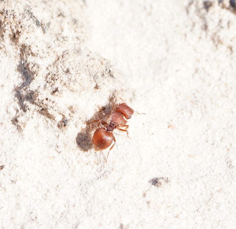 Meranoplus pubescens