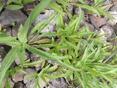 Pentanema britannica