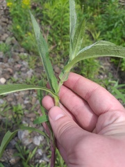 Pentanema britannica