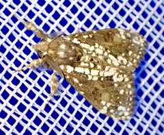 Dasychira punctifera