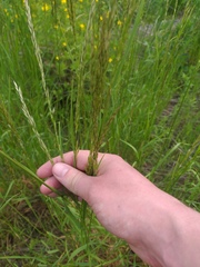 Arrhenatherum elatius