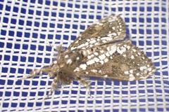 Dasychira punctifera
