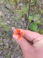 Papaver dubium stevenianum