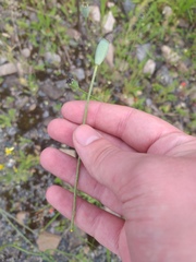 Papaver dubium stevenianum