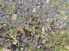 Papaver dubium stevenianum