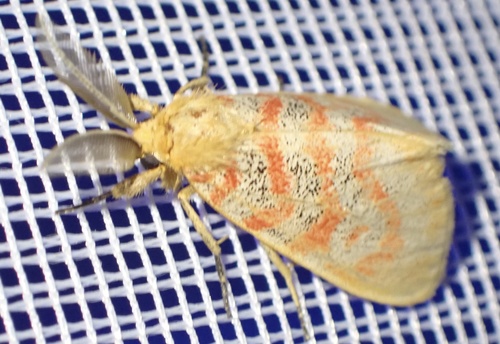 Euproctoides acrisia