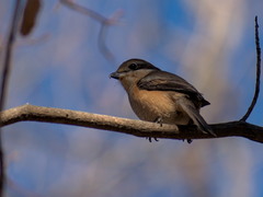 Lanius bucephalus