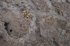 Speculitermes macrodentatus