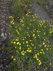 Pilosella officinarum