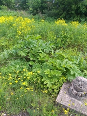 Heracleum sosnowskyi