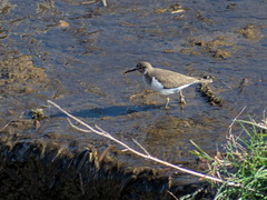 Actitis hypoleucos