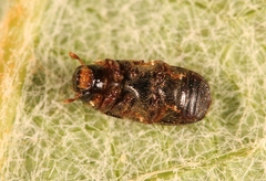 Scolytus laevis
