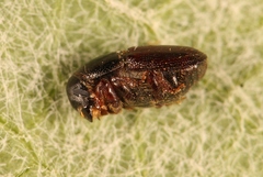 Scolytus laevis