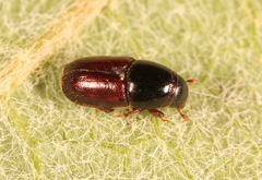 Scolytus laevis