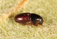 Scolytus laevis