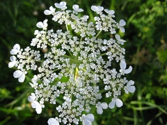 Tordylium trachycarpum