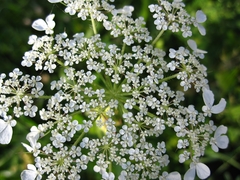 Tordylium trachycarpum