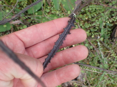 Senecio dunedinensis