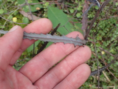 Senecio dunedinensis