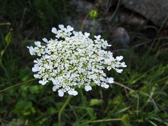 Tordylium trachycarpum