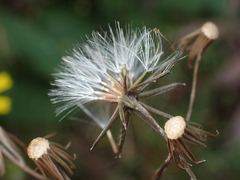 Senecio dunedinensis
