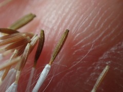 Senecio dunedinensis