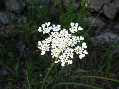 Tordylium trachycarpum
