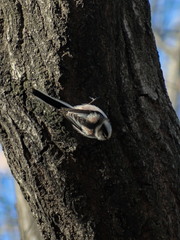Aegithalos caudatus