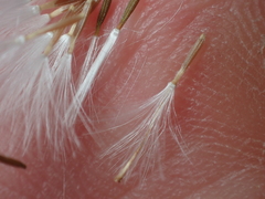 Senecio dunedinensis