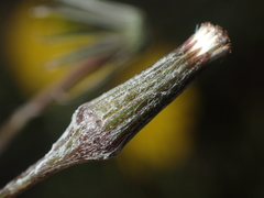 Senecio dunedinensis