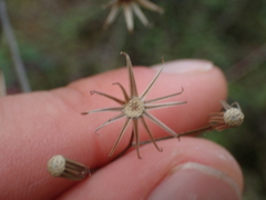 Senecio dunedinensis