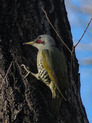 Picus awokera