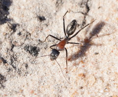 Camponotus ephippium