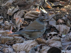 Turdus pallidus