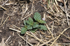 Boerhavia dominii