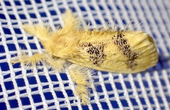 Euproctis ceramozona