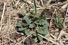 Boerhavia dominii