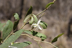Capparis lasiantha