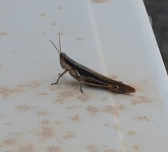 Stenocatantops angustifrons