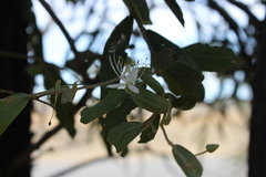 Capparis lasiantha