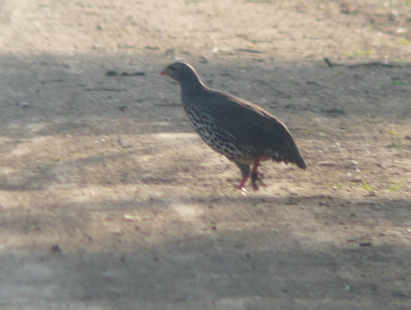 Hildebrandt's Spurfowl illustration