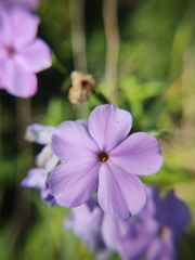 Phlox glaberrima interior