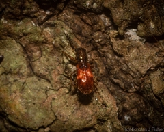 Apteropilo humerofuscus