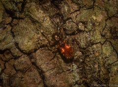 Apteropilo humerofuscus