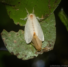 Euproctis fimbriata