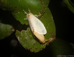 Euproctis fimbriata