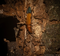 Stenoderus ostricilla