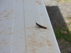 Stenocatantops angustifrons