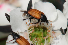 Phyllotocus rufipennis